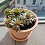 Succulent plant Image 2