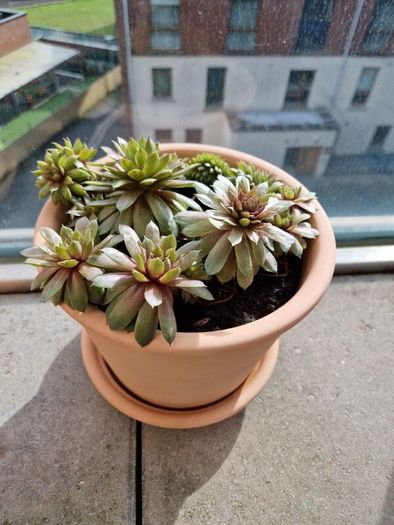 Succulent plant