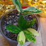 No.10 ZZ plant Variegated Image 7