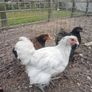 Roosters & Silkie Hen Image 2
