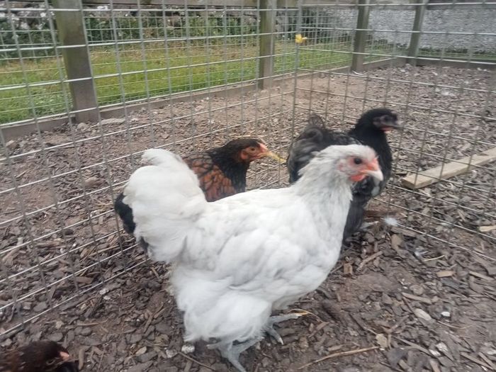 Roosters & Silkie Hen