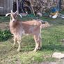 Kid goat male, neutered pigmy male, breeding male Image 5