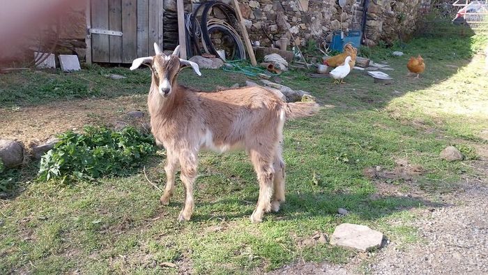 Kid goat male, neutered pigmy male, breeding male