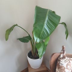 Large plant