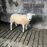 Selection of hogget rams Image 4