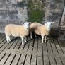 Selection of hogget rams Image 9