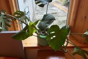 Monstera and pot