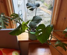 Monstera and pot