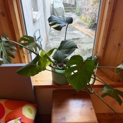 Monstera and pot