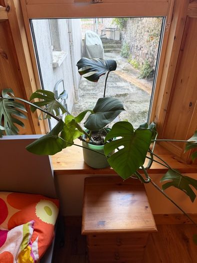 Monstera and pot