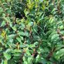 Portuguese Laurel Hedging Image 3