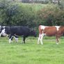 3 Pedigree registered maiden Heifers Image 4