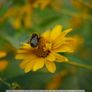 Panasonic \ Olympus - YONGNUO 25MM F1.7 Image 5