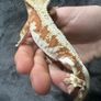 Crested gecko Image 5