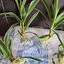 Spider plant pups Image 2
