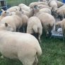 Super batch ewe hoggets for sale Image 3