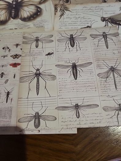 Entemology cards