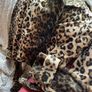 Leopard Print Jacket Image 4