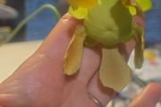 Rare to find Sarracenia