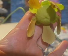 Rare to find Sarracenia