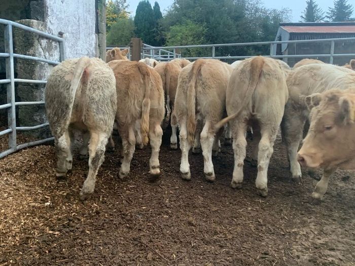 20 super u nd e grade heifers