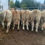 20 super u nd e grade heifers Image 2