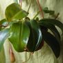 Pitcher plant Image 2