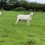 Easy care organic 3 hogget rams & ewe & ram lambs Image 9
