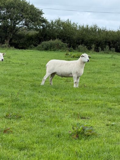 Easy care organic 3 hogget rams & ewe & ram lambs