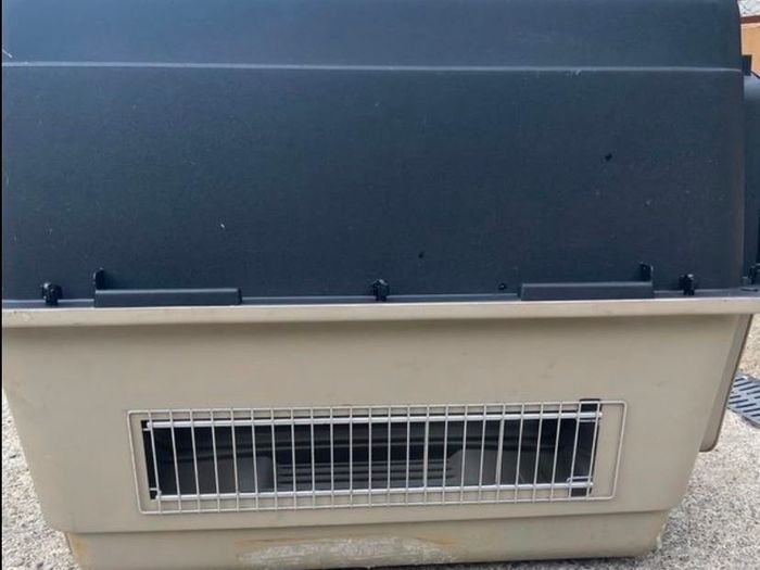 animal transporter box