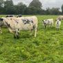 Suckler cows and calves Organic Speckle Park Image 7