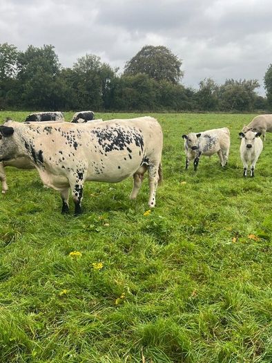 Suckler cows and calves Organic Speckle Park