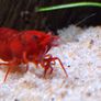 Shrimp and moss Image 8