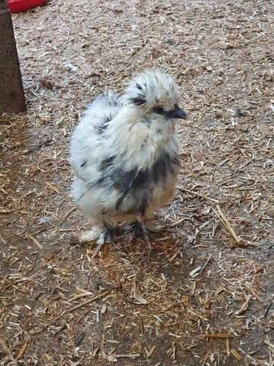 Usa Silkie Chicks And Fertile Eggs