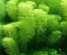 Aquarium Plants