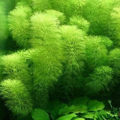 Aquarium Plants