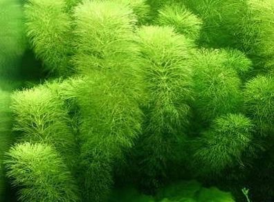 Aquarium Plants