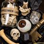 THE DEAD CURIOUS Christmas Advent Oddity Box Image 10