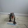 Dinosaurs Image 3