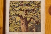 .The Observers Book Of TRRES &amp; shrubs Of The British ISLES. 240 PAGES POCKET SIZE.