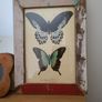 Beautiful Vintage Style Butterfly Framed Print picture Image 4