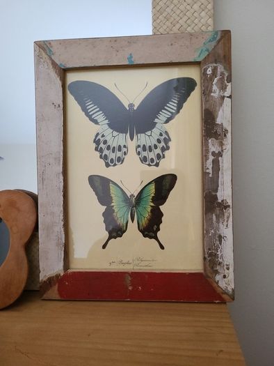 Beautiful Vintage Style Butterfly Framed Print picture