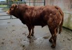 Purebred Limousin bulls/heifers for sale