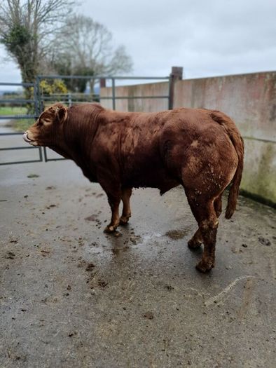 Purebred Limousin bulls/heifers for sale