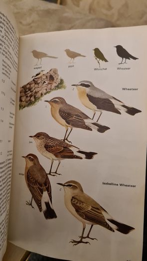 Birds Of Britain And Europe. The Hamlyn Guide. By Bertel Bruun. Illustrated By Arthur Singer. 516 Birds In Colour & 448 Maps. Paperback In FAIR CONDITION. 32..