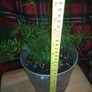 Asparagus houseplant Image 3