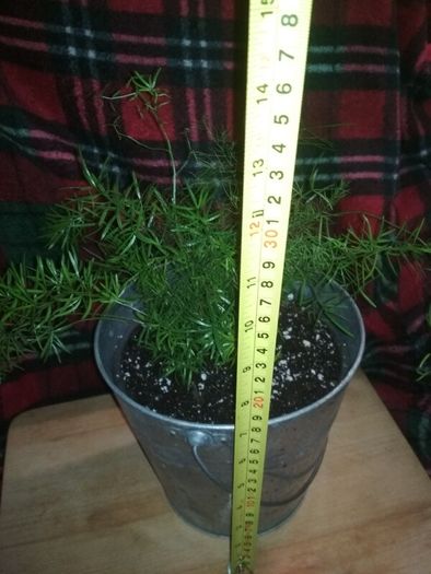 Asparagus houseplant
