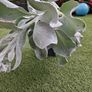 Plant Angel Wings Senecio Image 3