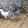 poultry, pullets, Hens, Image 9