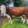 Bulling heifers Image 5